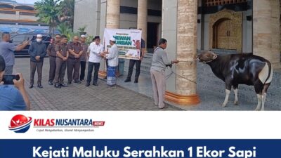 Kejati Maluku Serahkan 1 Ekor Sapi Qurban ke Masjid Raya Alfatah Ambon
