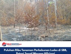 Puluhan Ribu Tanaman Perkebunan Ludes di SBB, Petani Soroti Wacana Hilirisasi
